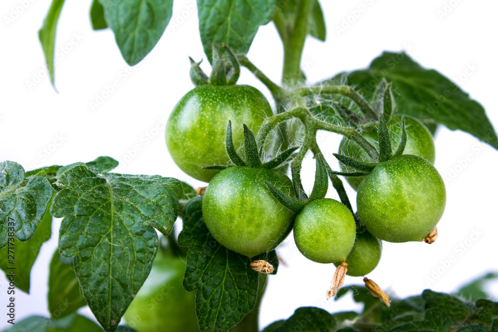 Fototapeta premium green tomatoes on a bush home garden on white background