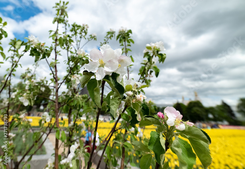 Michurinsky garden -Spring-the flowers bloom on the Apple trees.Moscow region.Russia.2019 photo