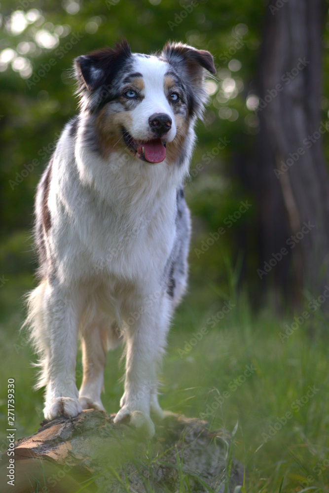 Dog austalian shepherd portrait in forest