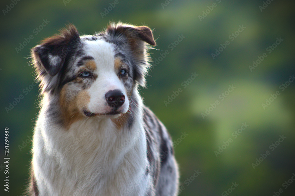 Fototapeta premium Dog austalian shepherd portrait