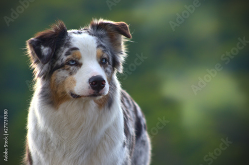 Dog austalian shepherd portrait © Michaela