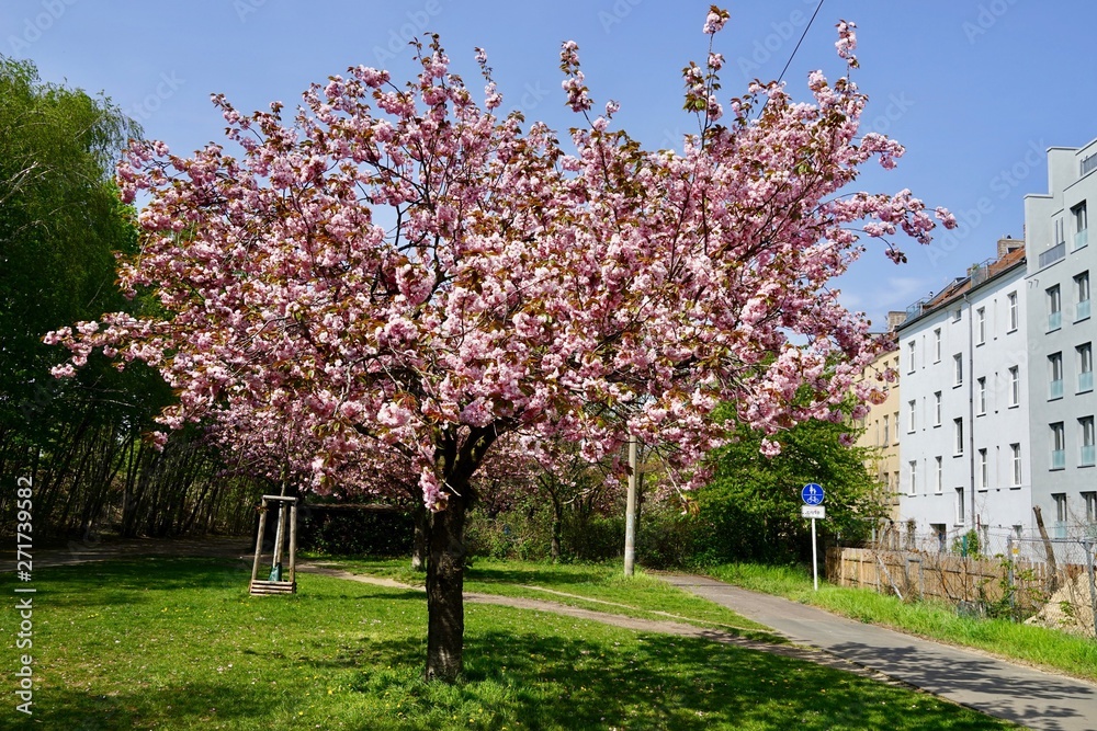 Kirschbäume in Blüte am Berliner Mauerweg in der Wollankstrasse