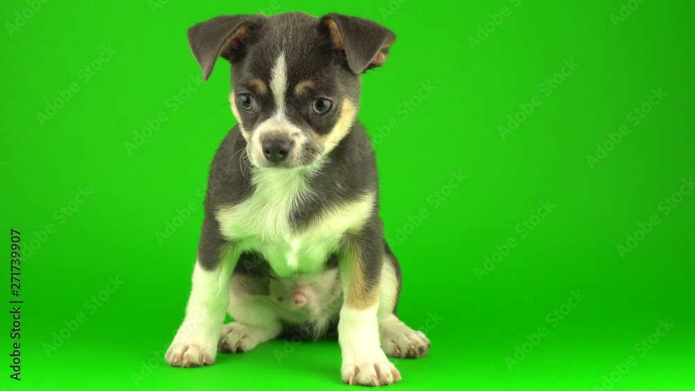 Chihuahua puppy dog on green screen background Chihuahua puppy dog on green screen background