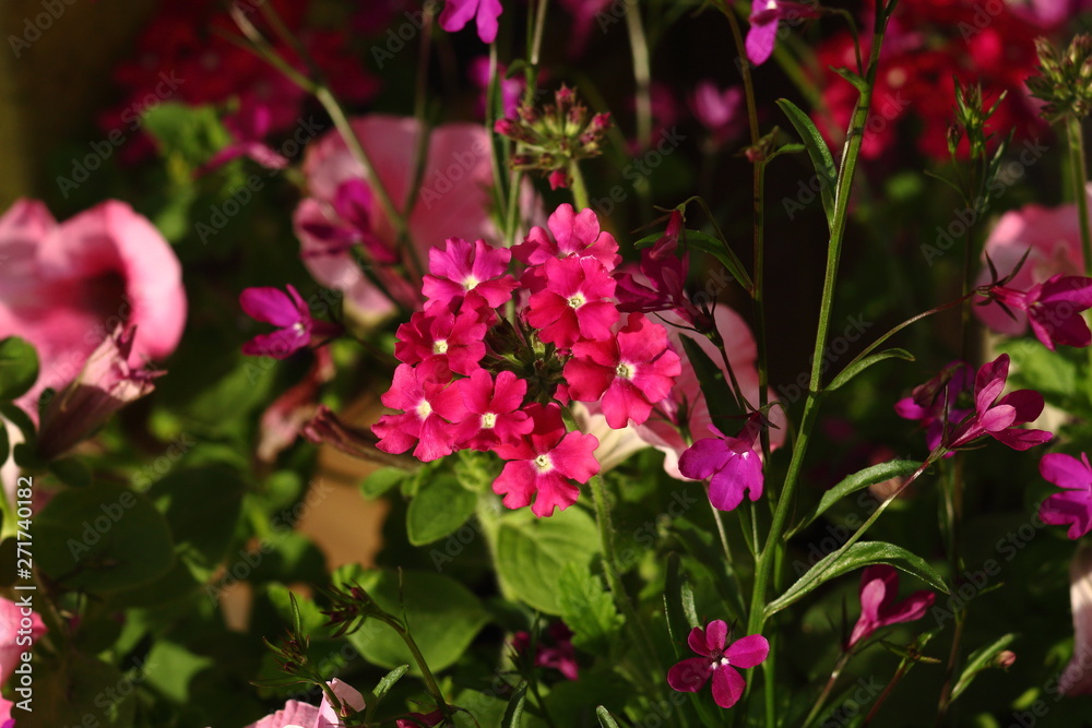 Verbena and petunia, two colorful flowers in the garden.