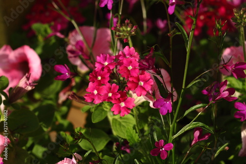 Verbena and petunia, two colorful flowers in the garden.