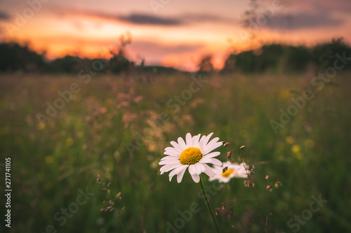 Daisy flower on a summer field with amazing sunset colors