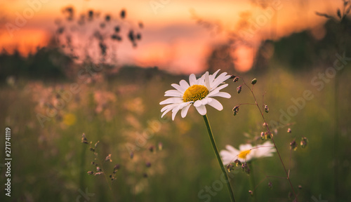 Flower on a summer field with amazing sunset colors