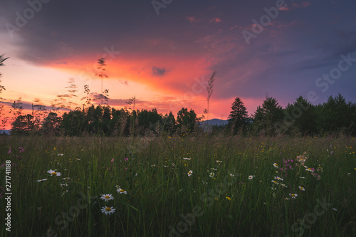 Summer field with amazing moody sunset colors