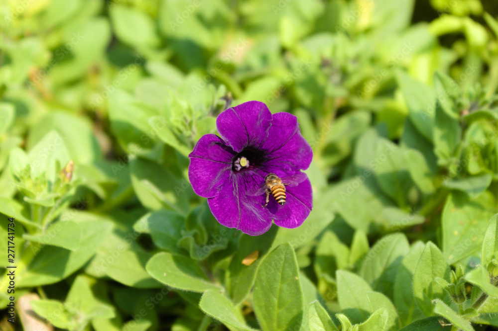 Fototapeta premium Bee on flower