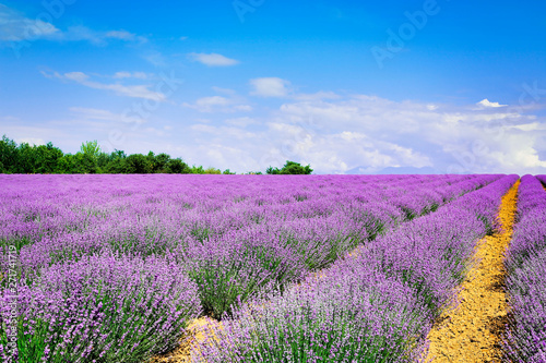 lavender field