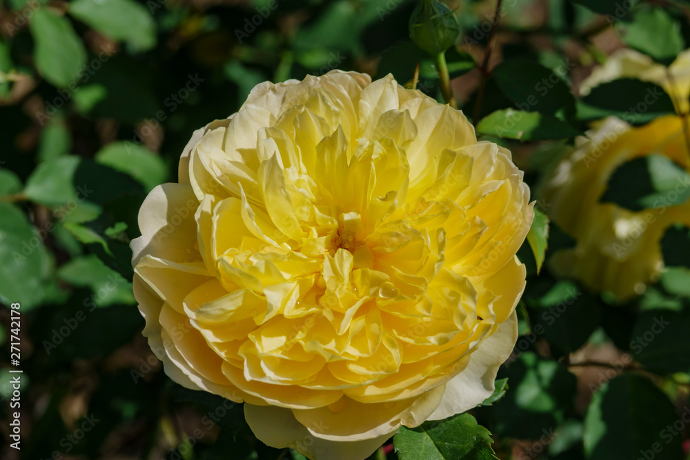 Close up shot of beautiful rose blossom in a garden Close up shot of beautiful rose blossom in a garden