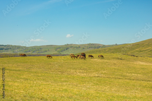 Pasture among the hills. Spring walking cattle. Rural landscape