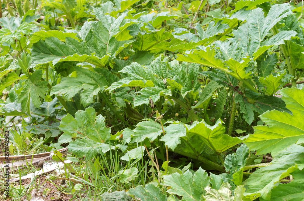 Obraz premium Thickets of cow parsnip. Cow parsnip on the side of the road.