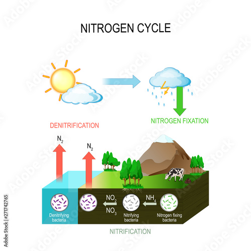 Nitrogen cycle