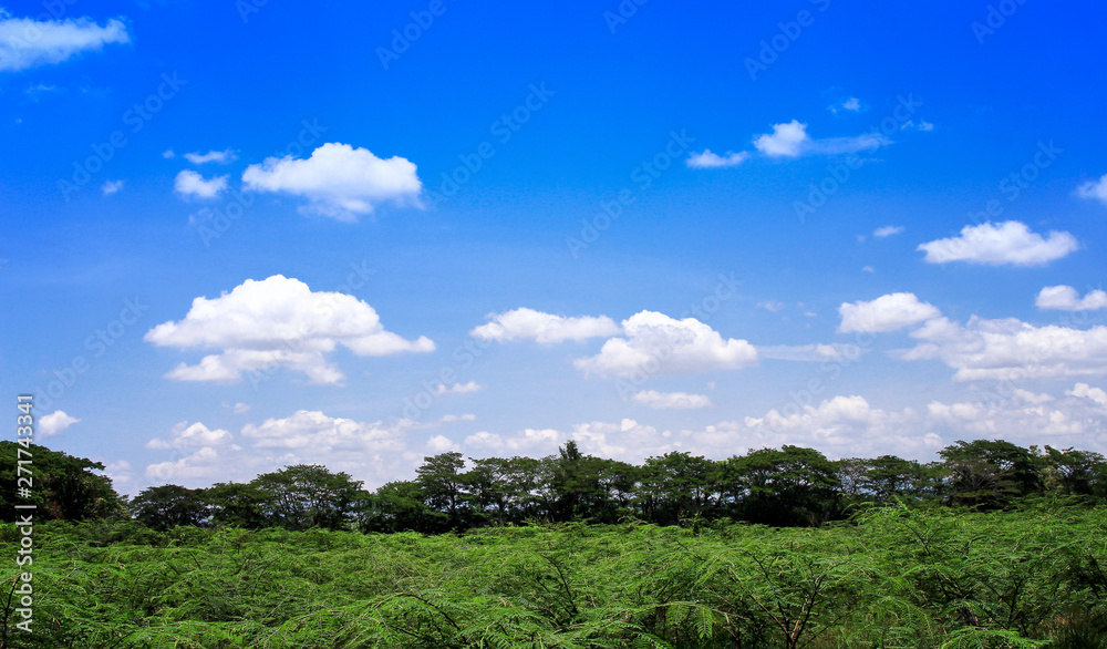 Landscape rural of Thailand  , White cloud groups patterns on bright blue sky background  in summer day and green plant , trees
