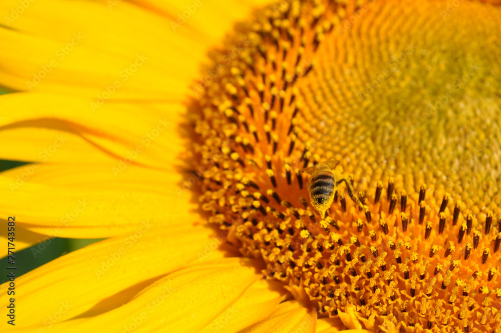 Single flower with bee insect pollinated bright sunflower stamens closeup. Small bee gathering yellow pollen for making honey. Macro of Helianthus petals and round middle of flower. Single flower with bee insect pollinated bright sunflower stamens closeup. Small bee gathering yellow pollen for making honey. Macro of Helianthus petals and round middle of flower.