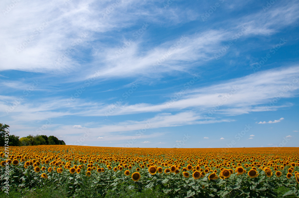 Cloudscape above sunflower field with yellow blooming flowers on green stems with lush foliage. Rural landscape of Ukraine countryside.