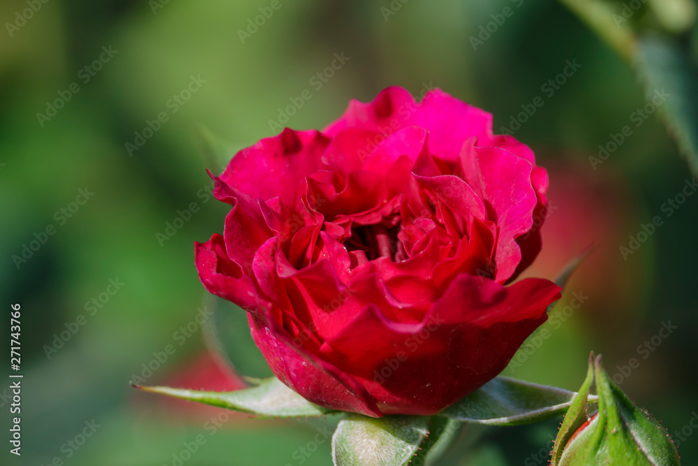 Close up shot of beautiful rose blossom in a garden Close up shot of beautiful rose blossom in a garden