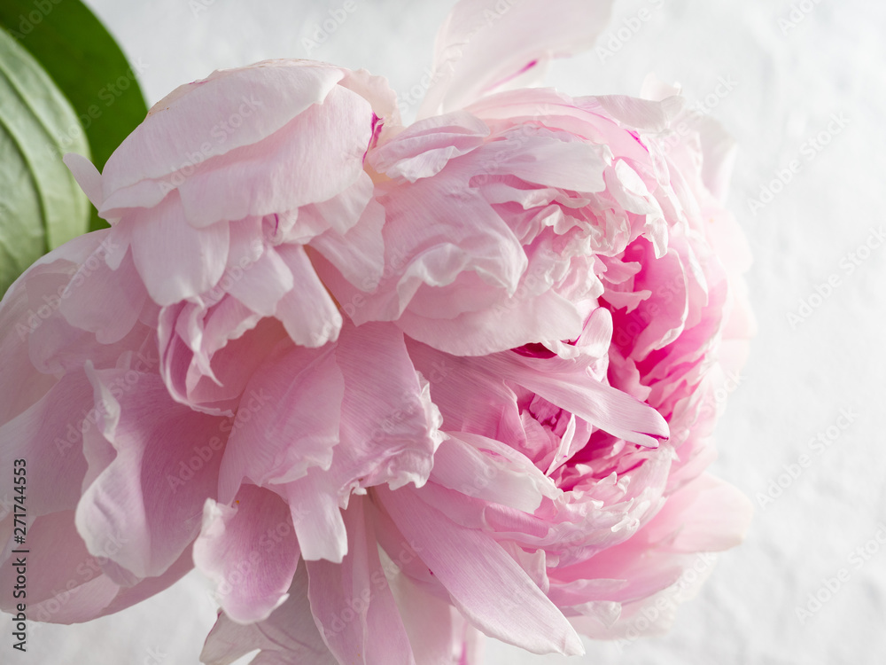 Big beautiful pale pink peony on white background. greeting card, invitation, in bright pastel colours, birthday, mothers, Valentines, the concept of women's wedding day, copy space. Big beautiful pale pink peony on white background. greeting card, invitation, in bright pastel colours, birthday, mothers, Valentines, the concept of women's wedding day, copy space.