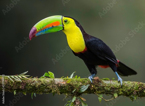 Keel billed toucan on a branch in paradise