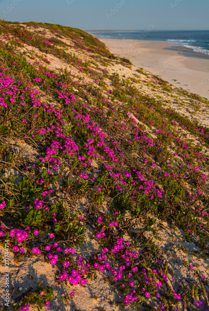 Obraz premium Wildflowers, Pearl Bay, Yzerfontein, Western Cape province, South Africa, Africa