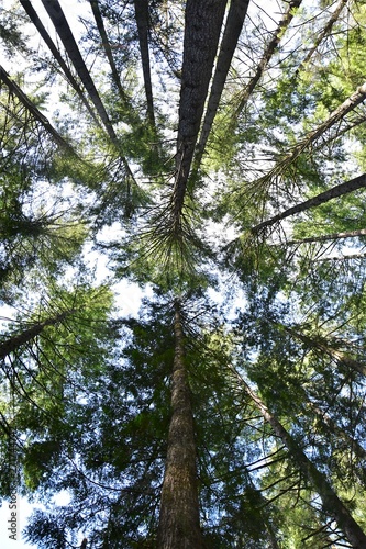 針葉樹の森が天に向かってそそり立つ様子　　　バンクーバー　ブリティッシュコロンビア　カナダ　
