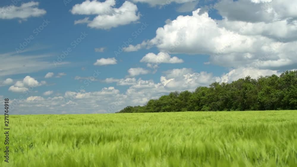 Green wheaten sprouts are in the field and beautiful cloudy. Spring landscape. Green wheaten sprouts are in the field and beautiful cloudy. Spring landscape.