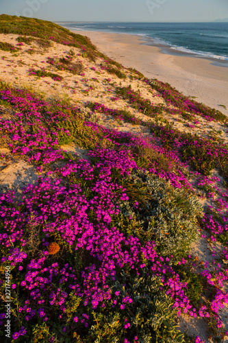Wildflowers, Pearl Bay, Yzerfontein, Western Cape province, South Africa, Africa