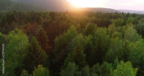 Flying over the forest with amazing summer sunset light