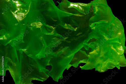 Ulva rigida, sea lettuce isolated on black background. photo