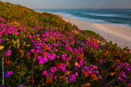 Wildflowers, Pearl Bay, Yzerfontein, Western Cape province, South Africa, Africa photo