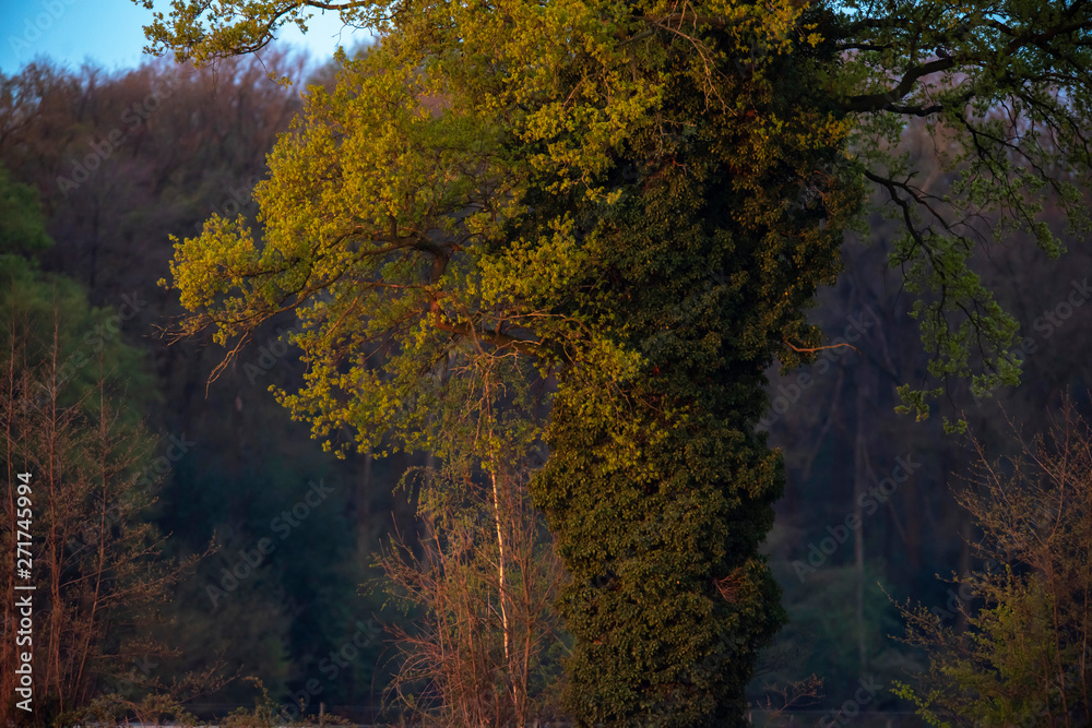 Trunk overgrown with ivy in evening sunlight in spring.