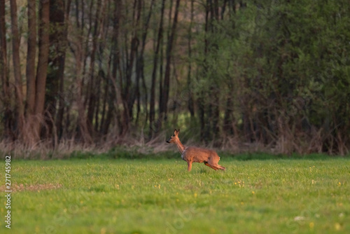Fototapeta Naklejka Na Ścianę i Meble -  Roe deer doe in meadow in springtime in evening sunlight.