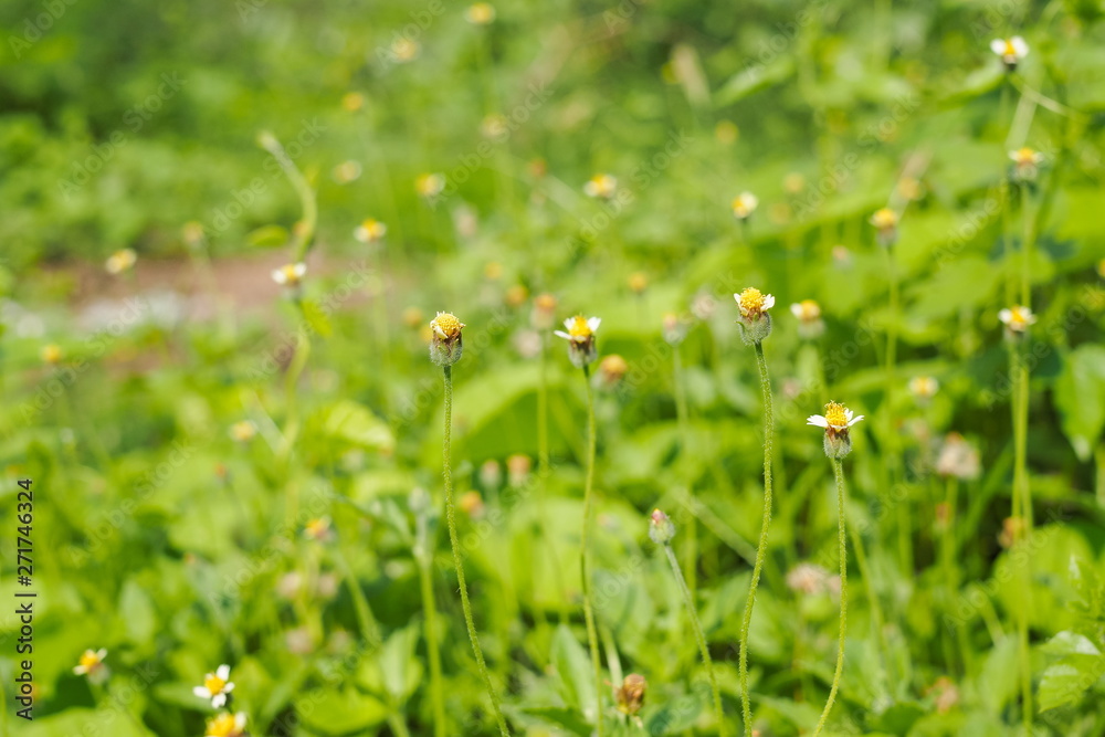 Soft Focus Coatbuttons (Tridax Procumbens) with green nature blurred background, other names Mexican daisy, Tridax daisy, Wild Daisy and Widespread weed. Soft Focus Coatbuttons (Tridax Procumbens) with green nature blurred background, other names Mexican daisy, Tridax daisy, Wild Daisy and Widespread weed.
