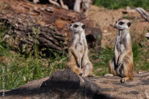 Two nice meerkat. African animals meerkats (Timon) look attentively and curiously.