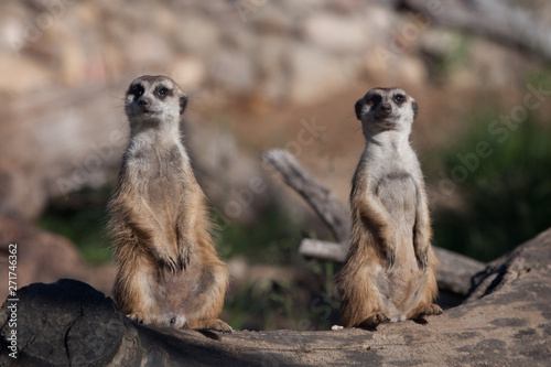  Two meerkats are watching you. African animals meerkats (Timon) look attentively and curiously.