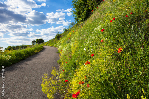 Wegesrand_im_Kaiserstuhl_8914