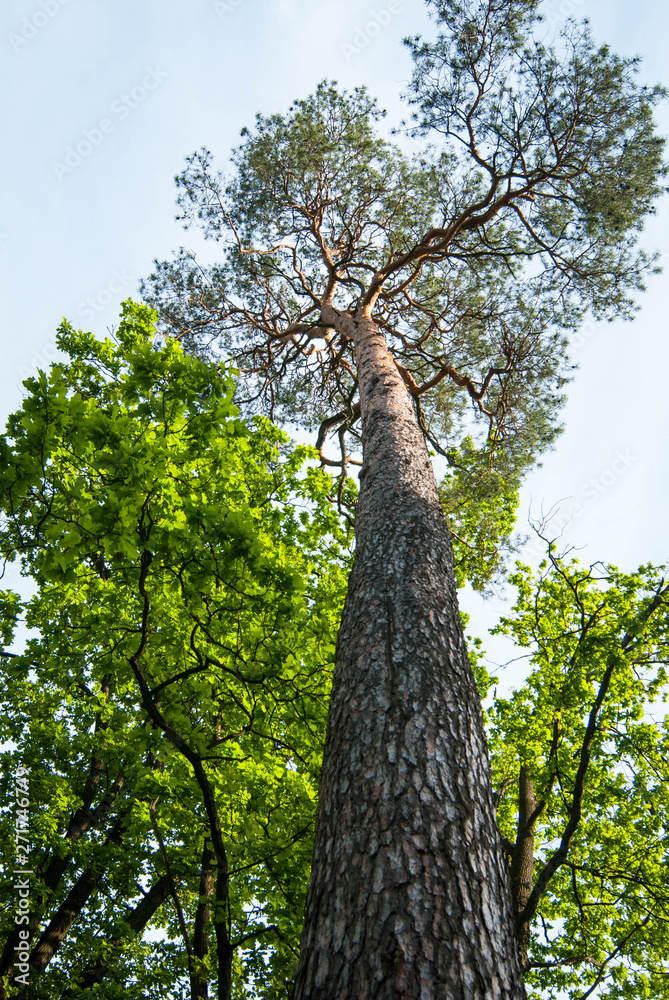 Fototapeta premium tall pine against the sky