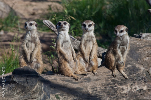 Many meerkats gathered a meeting.  African animals meerkats (Timon) look attentively and curiously.