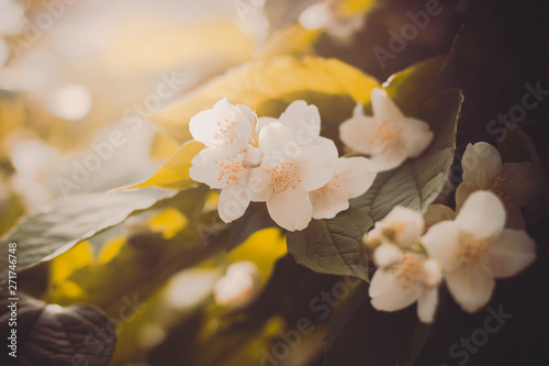 close up of jasmine flowers in a garden