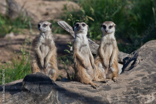Many meerkats gathered a meeting. African animals meerkats (Timon) look attentively and curiously.