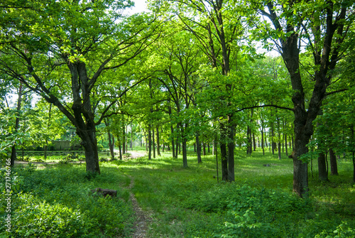 Green oak tree in spring forest