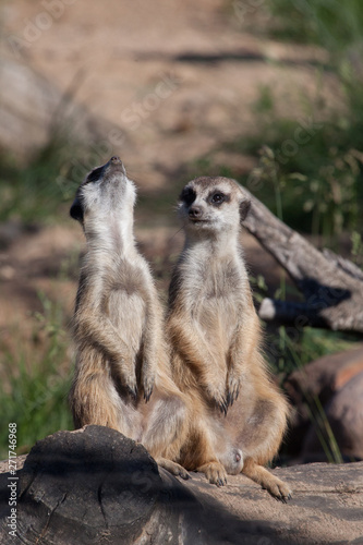  Two meerkats sit and chat. African animals meerkats (Timon) look attentively and curiously.