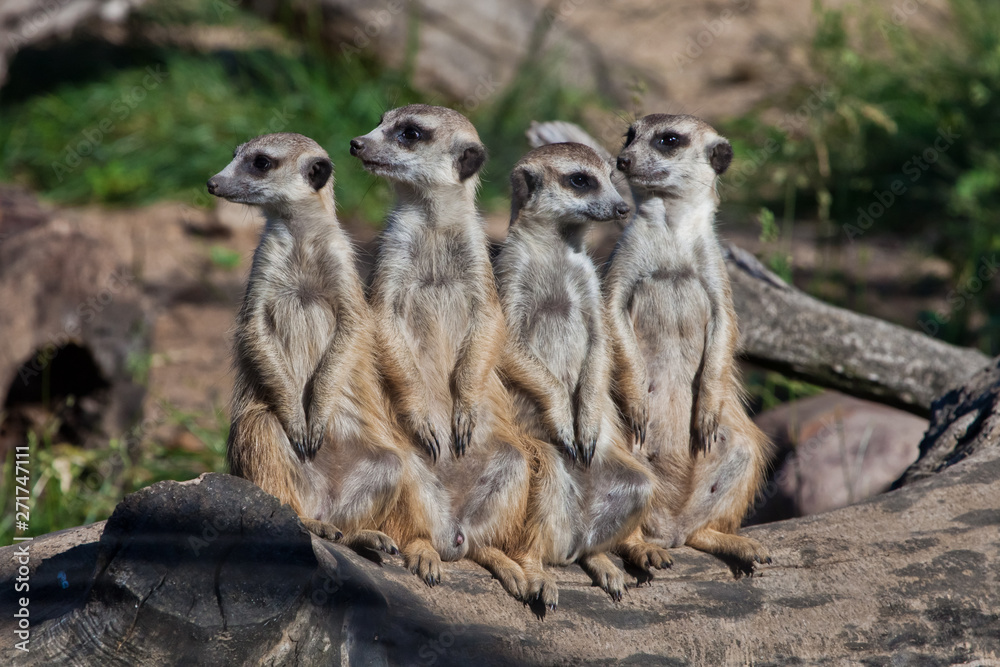 A strong company, the group form a system. African animals meerkats (Timon)  look attentively and curiously. Stock Photo | Adobe Stock