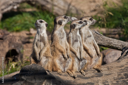 A strong company, the group form a system. African animals meerkats (Timon) look attentively and curiously.