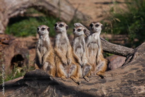 A strong company, the group form a system. African animals meerkats (Timon) look attentively and curiously.