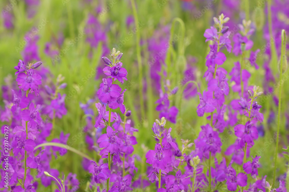 Obraz premium Solid floral field delphinium background with purple flowers