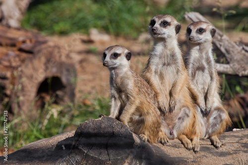  Three curious meerkats stand beautifully. African animals meerkats (Timon) look attentively and curiously. © Mikhail Semenov