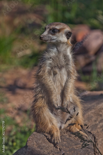 One nice meerkat. African animals meerkats (Timon) look attentively and curiously.