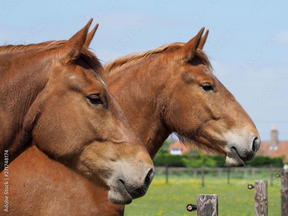 Two Suffolk Punch Horses Two Suffolk Punch Horses